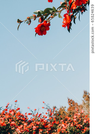 Flower sky camellia baby camellia jeju island 65824639