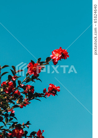 Flower sky camellia baby camellia jeju island 65824640