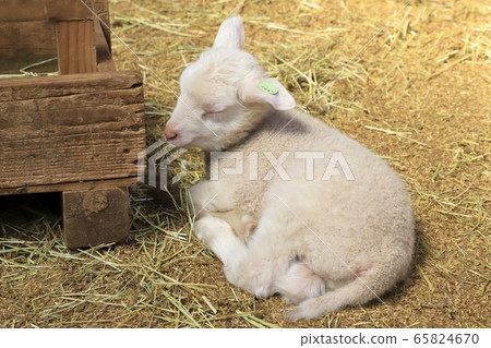 Spring Mother Farm Baby Sheep Growth Center Spring Mother Farm Baby Sheep Growth Center 65824670