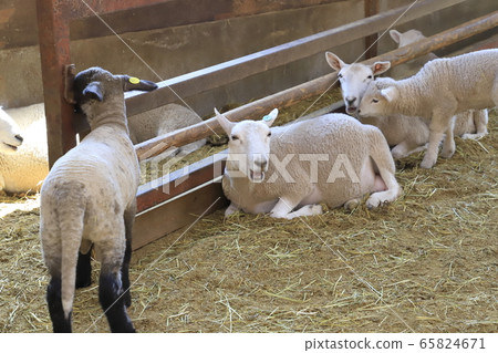 春季母親農場嬰兒綿羊生長中心 春季母親農場嬰兒綿羊生長中心 65824671
