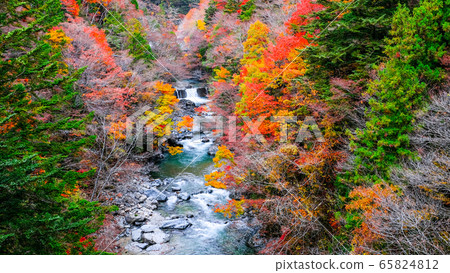Tsuchikyo Gorge (Autumn) 65824812