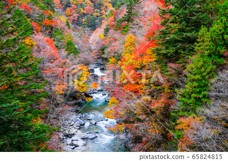 Tsuchikyo Gorge (Autumn) 65824815