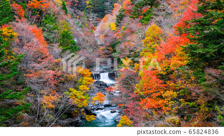 Tsuchikyo Gorge (Autumn) 65824836