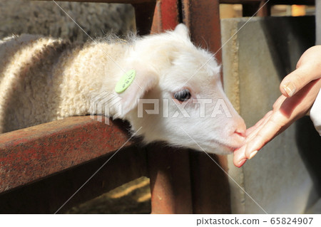 春季母親農場嬰兒綿羊生長中心 65824907