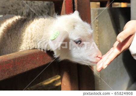 春季母親農場嬰兒綿羊生長中心 65824908