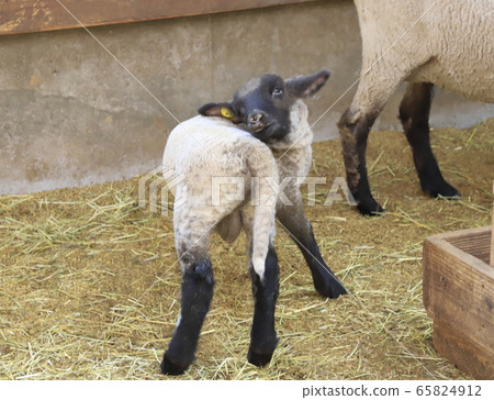 Spring Mother Farm Baby Sheep Growth Center 65824912