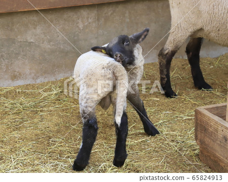 Spring Mother Farm Baby Sheep Growth Center 65824913