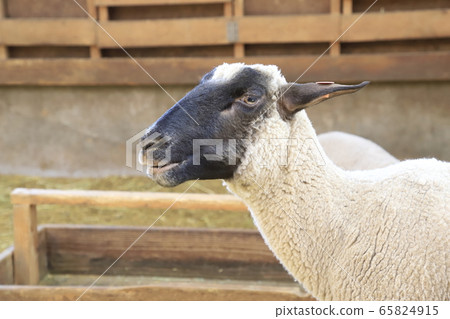 Spring Mother Farm Baby Sheep Growth Center Spring Mother Farm Baby Sheep Growth Center 65824915
