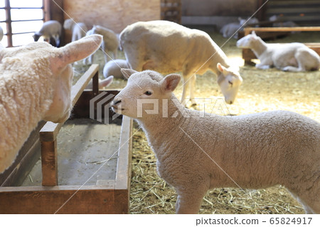 春季母親農場嬰兒綿羊生長中心 65824917