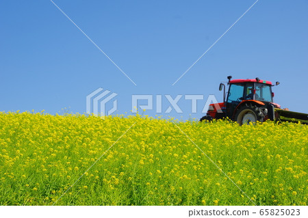Spring rapeseed flower field Spring rapeseed flower field 65825023
