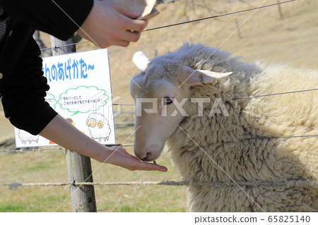 Mother ranch sheep ranch feeding landscape Mother ranch sheep ranch feeding landscape 65825140