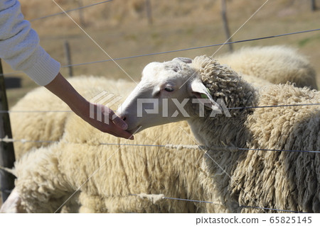 Mother ranch sheep ranch feeding landscape Mother ranch sheep ranch feeding landscape 65825145