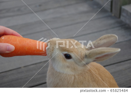 Rabbit to eat carrots 65825484