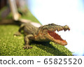 Crocodile figure 65825520