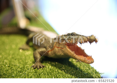 Crocodile figure Crocodile figure 65825520