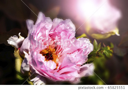 粉色牡丹花朵盛開，黑色背景和光 65825551