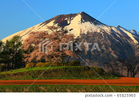岩手和櫻花 岩手和櫻花 65825903