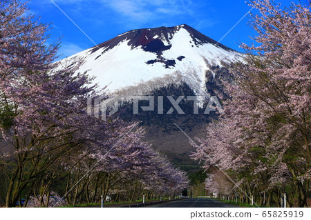 岩手和櫻花 岩手和櫻花 65825919