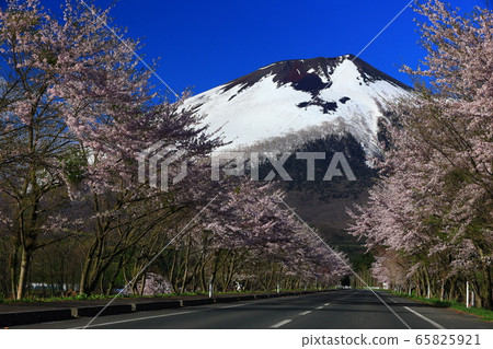 岩手和櫻花 岩手和櫻花 65825921
