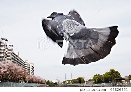 Spring 65826561