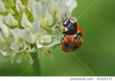 Spring 65826572