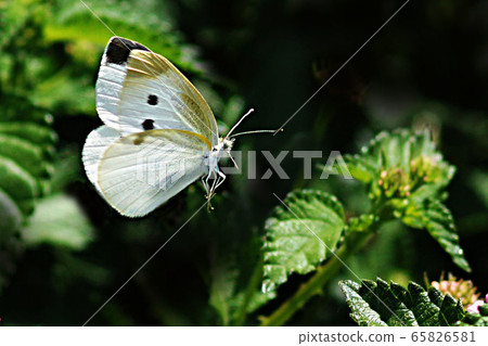 Spring 65826581