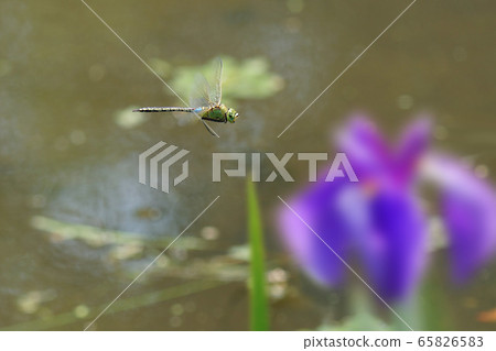Spring 65826583