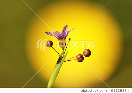 Spring 65826584