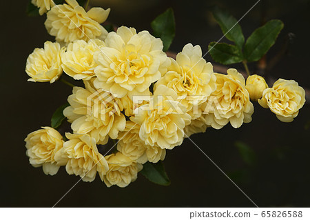 Spring 65826588