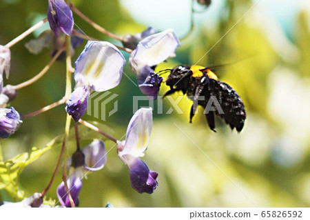 Spring 65826592