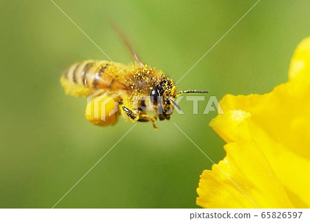 Spring 65826597