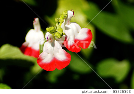 Spring 65826598