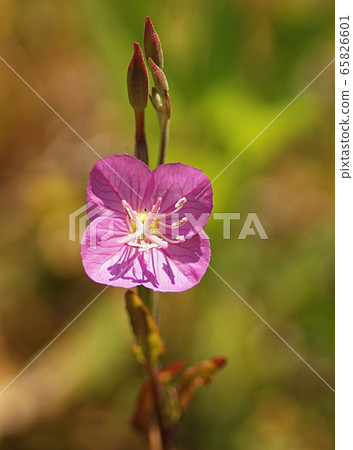 Spring 65826601