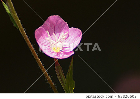Spring 65826602