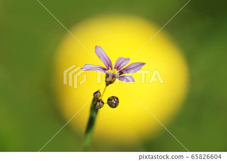 Spring 65826604