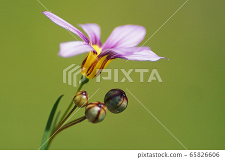 Spring 65826606
