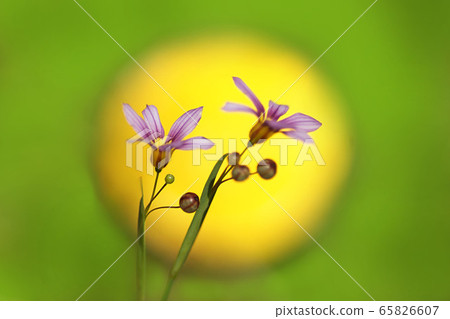 Spring 65826607