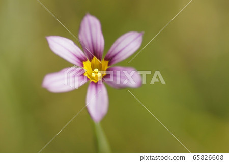 Spring 65826608