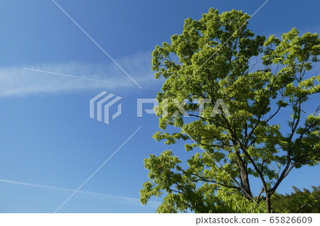Blue sky and tree scenery 2 65826609