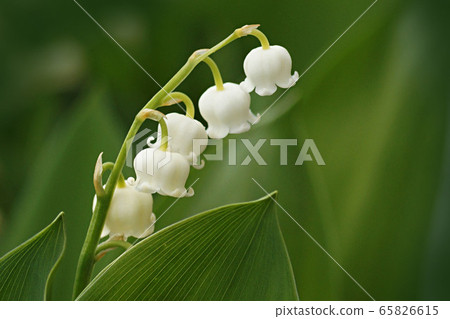 Spring 65826615