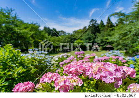 礦山縣稻部市萬葉之裡公園繡球花 65826667