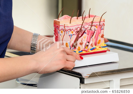 Doctor dermatologist or trichologist holding and 65826850