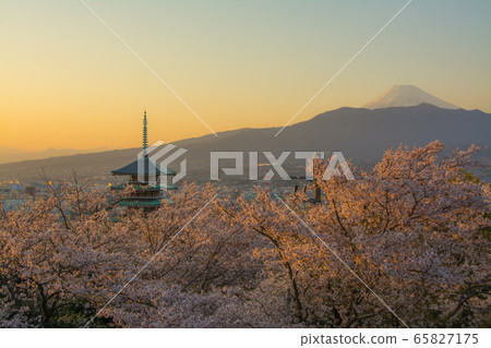 Mount Fuji, cherry blossoms and five-storied pagoda, Numazu City Mount Fuji, cherry blossoms and five-storied pagoda, Numazu City 65827175