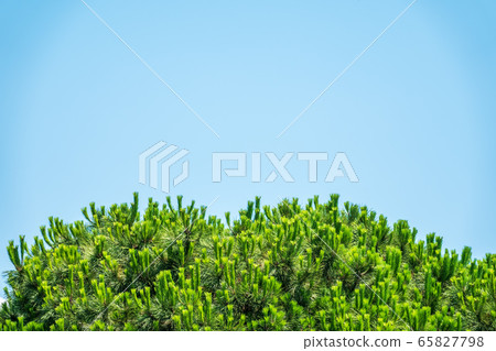 Green pine branches with needles and fresh shoots in spring against a bright blue sky Green pine branches with needles and fresh shoots in spring against a bright blue sky 65827798
