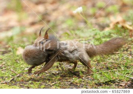 Mother squirrel holding a child squirrel 65827869