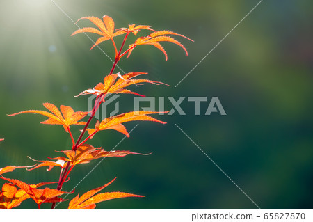 Summer or Autumn foliage , Japanese Red maple tree Summer or Autumn foliage , Japanese Red maple tree 65827870