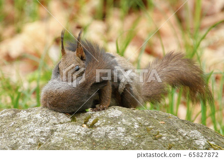 Mother squirrel holding a child squirrel 65827872