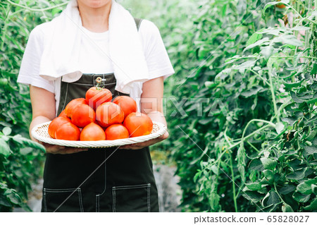 Producers harvesting tomatoes Producers harvesting tomatoes 65828027