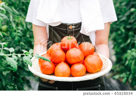 生產者收穫西紅柿 65828034