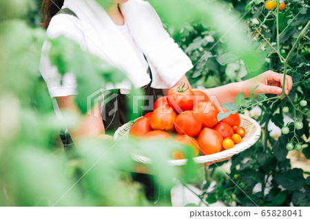 Producers harvesting tomatoes 65828041